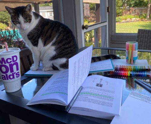 Ava's at home study set up taken over by her grey and white cat.