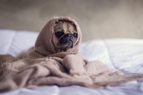 A pug wrapped in a blanket.