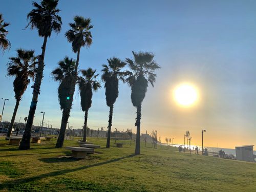 Palm trees on a sunny coastline 