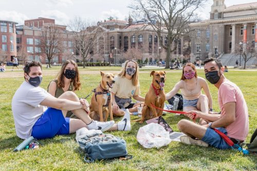 A group of friends hangs out on the quad with their two dogs. 