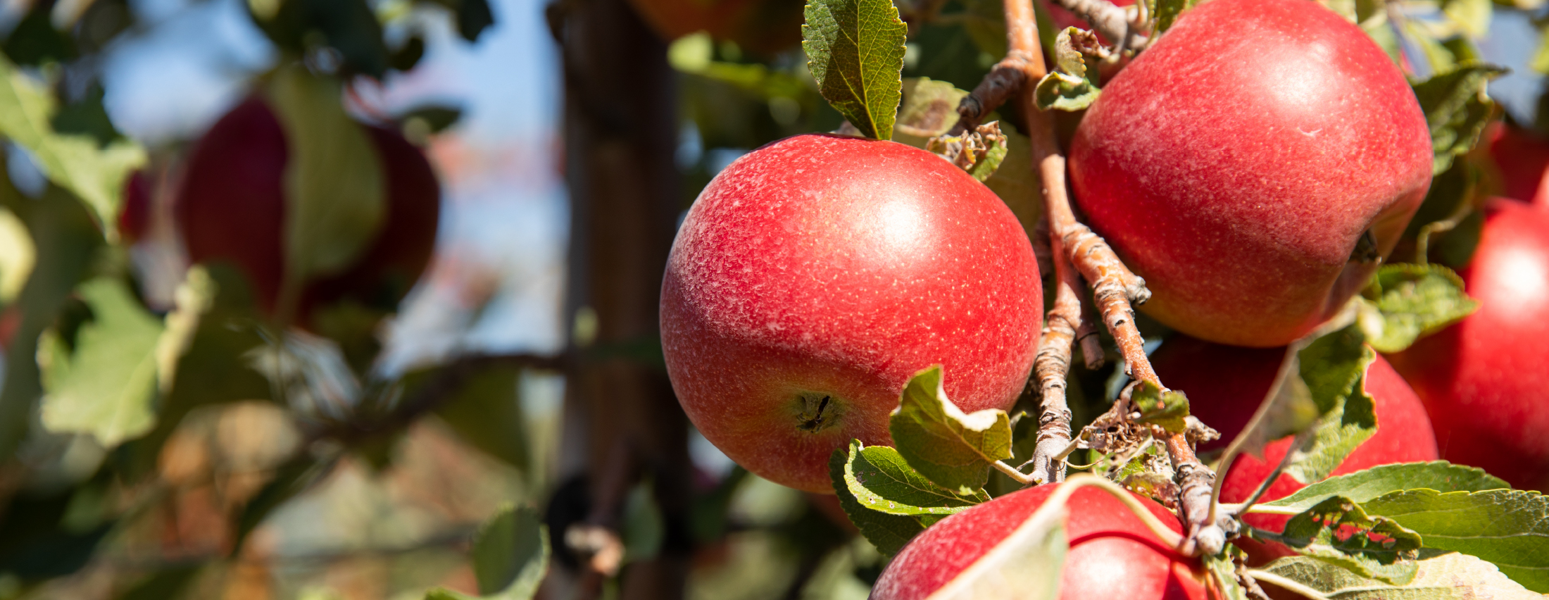 Apple-Inspired Activities You Don’t Want to Miss!