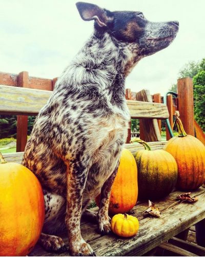 A blue heeler dog sits with a row of pumpkins.