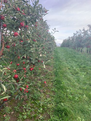 A row of trees full of bright red apples extends down into the skyline.