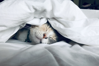 A tabby cat sleeping under a white comforter