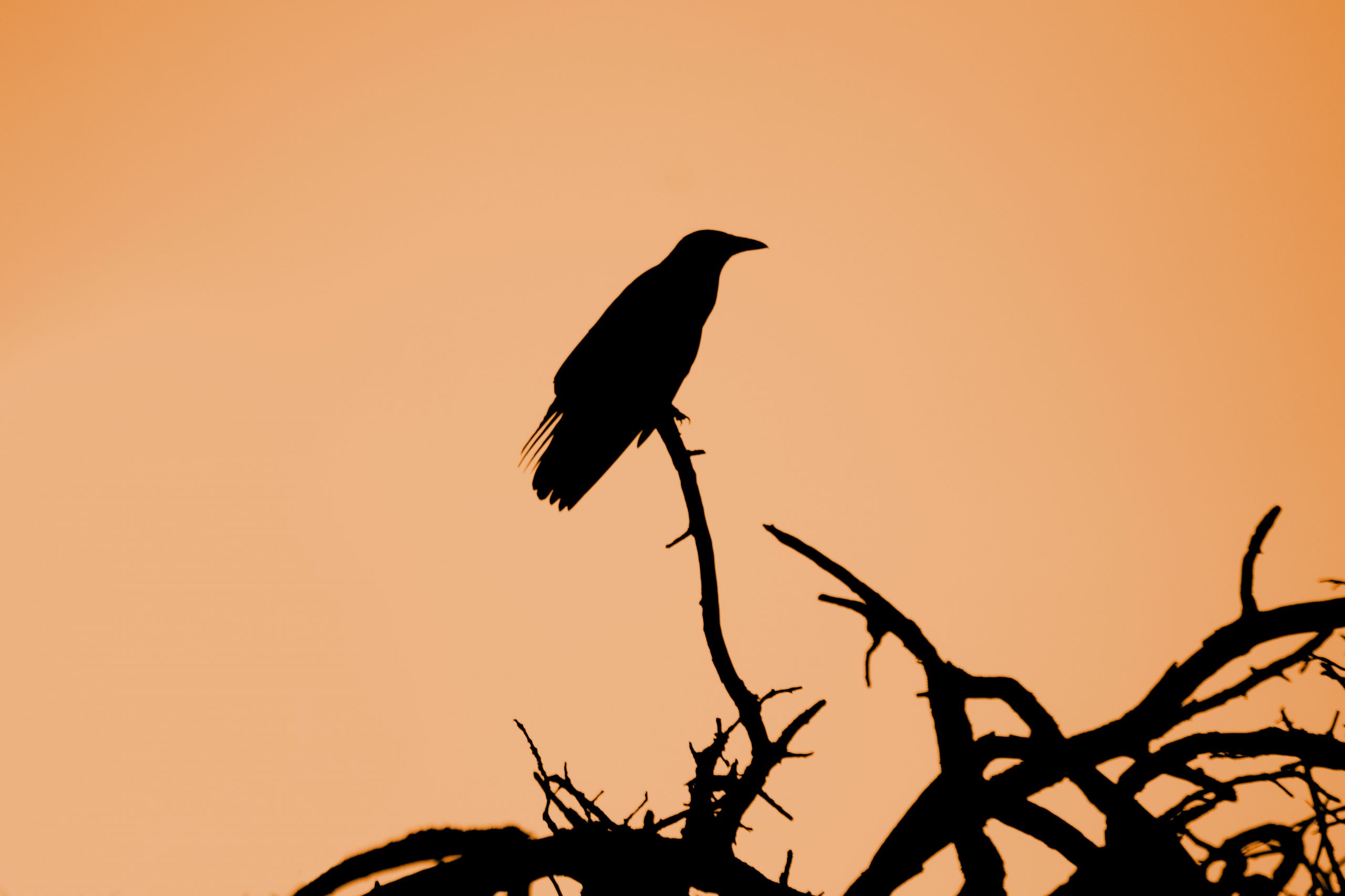 A silhouette of a crow standing on pointy branches, backlit by a pale orange sky.