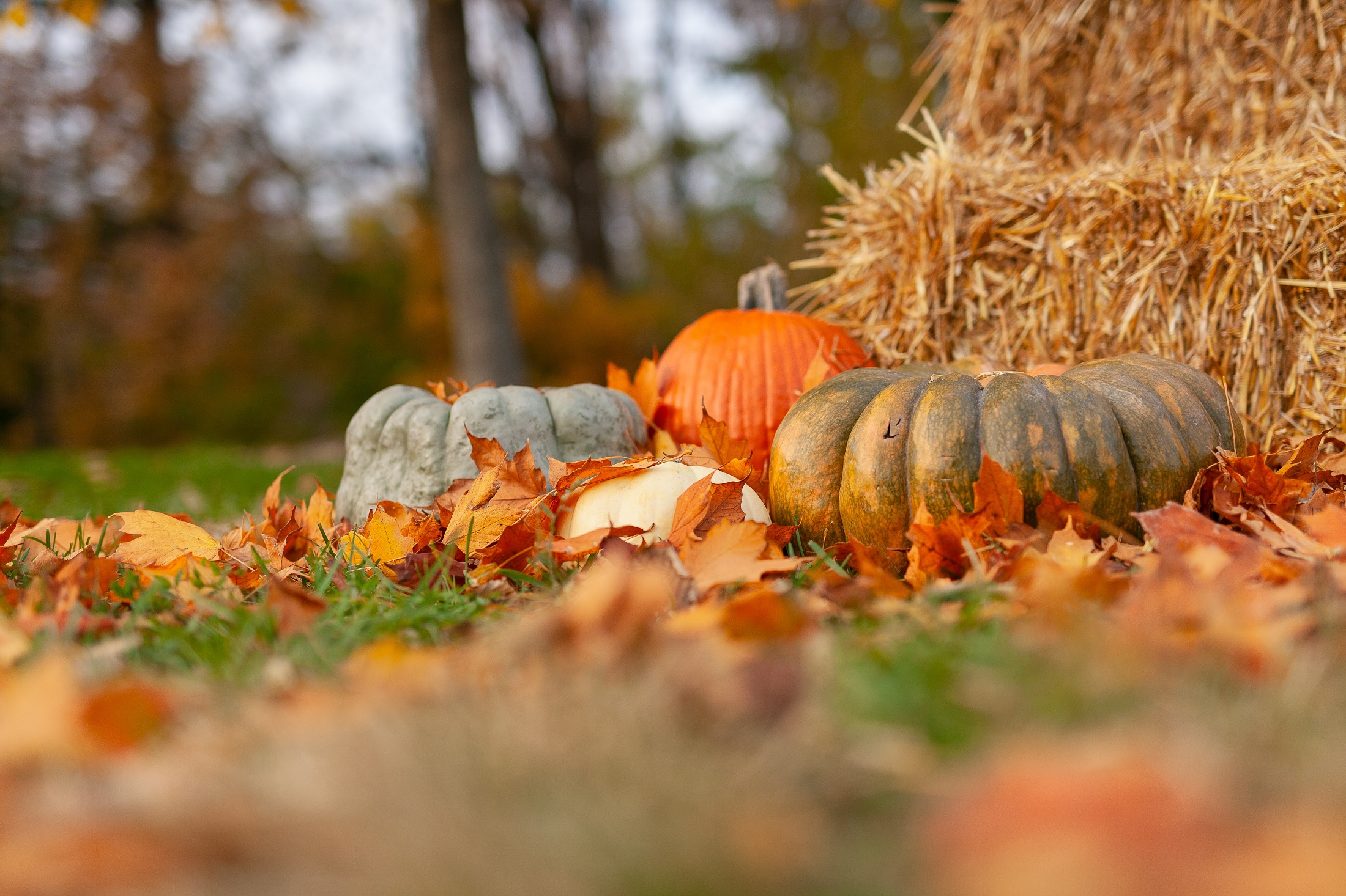 Pumpkins and gourds sit in the grass next to hay bales