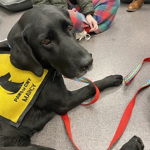 Therapy dog Marcy