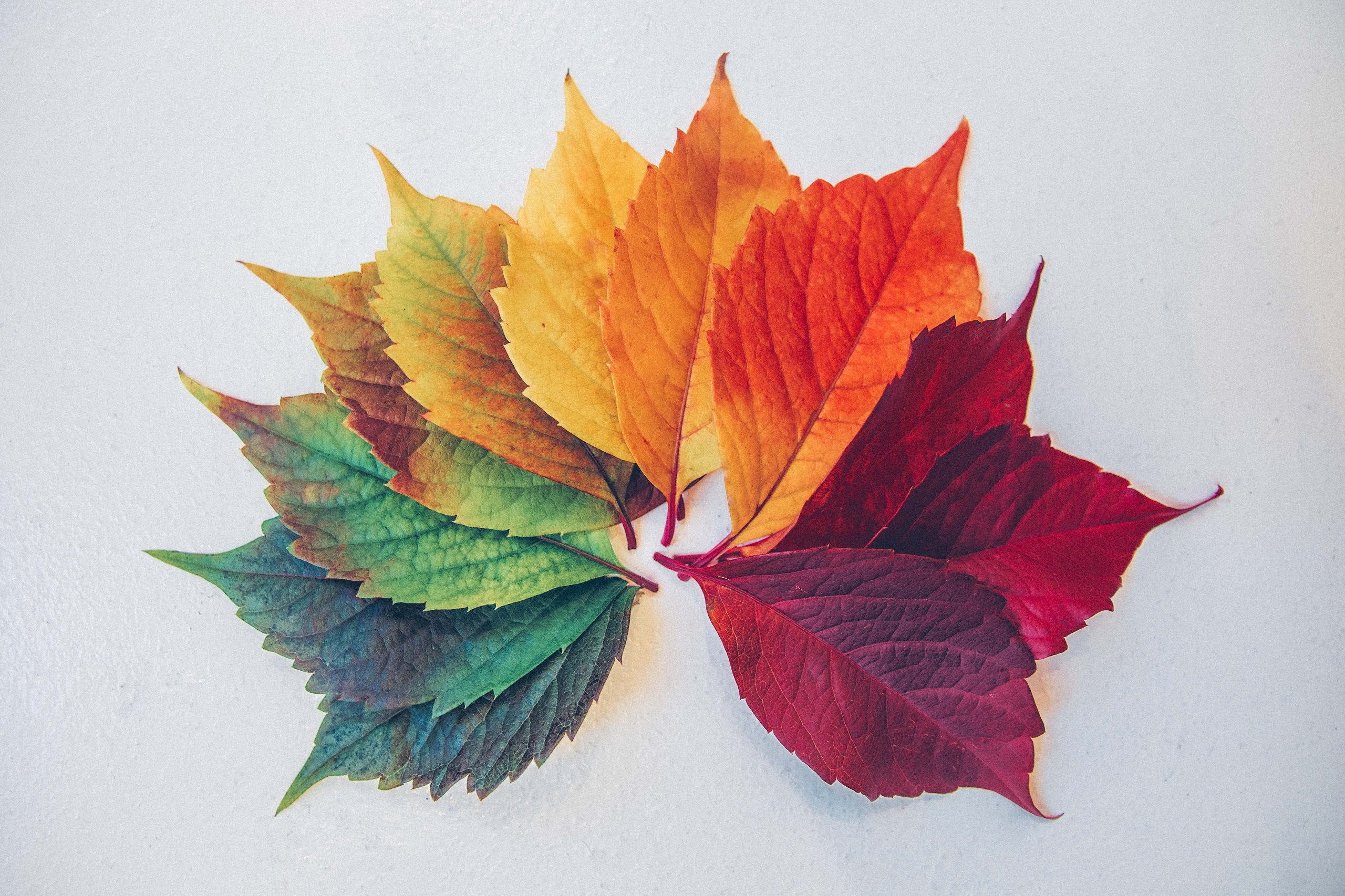 Green, yellow and red leaves are arranged together in a semicircle on a blank white background
