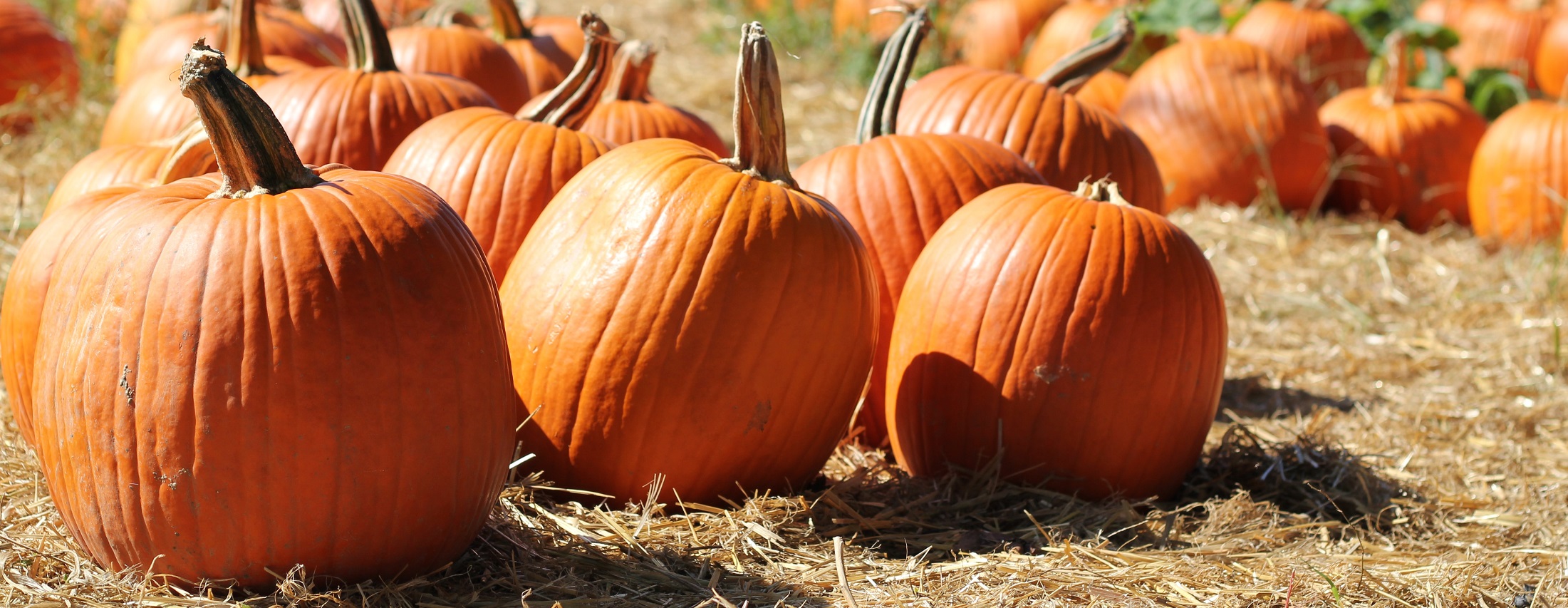 Fall Fun in Syracuse