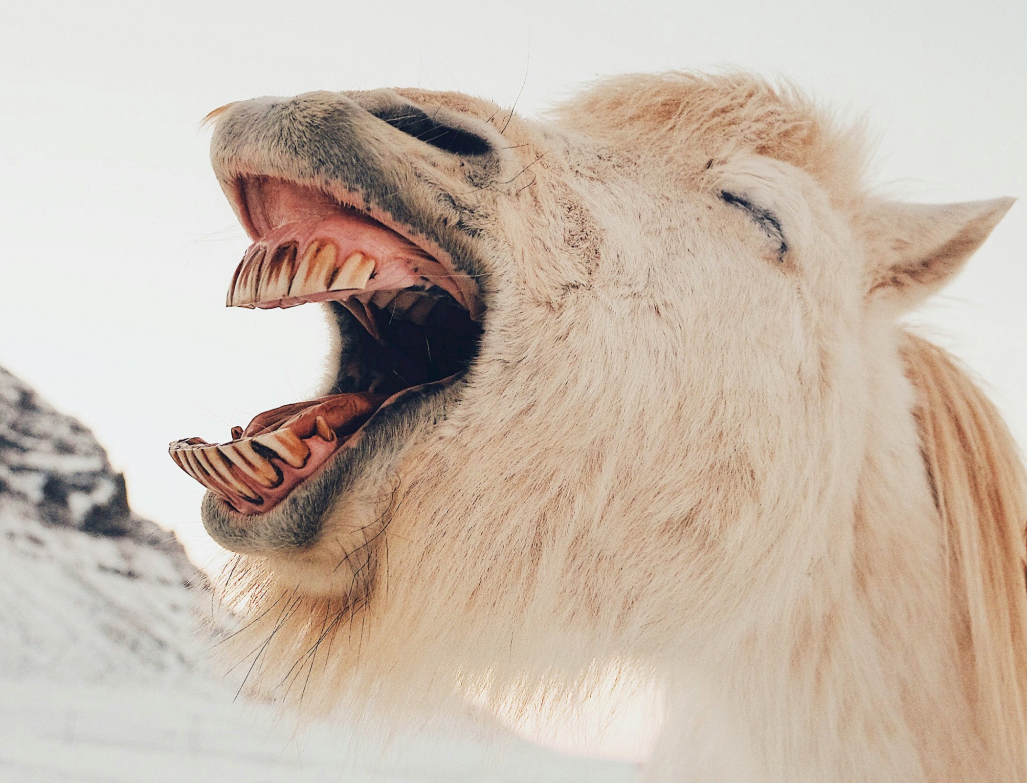 Cream-colored horse with its mouth open in what looks like a laugh.