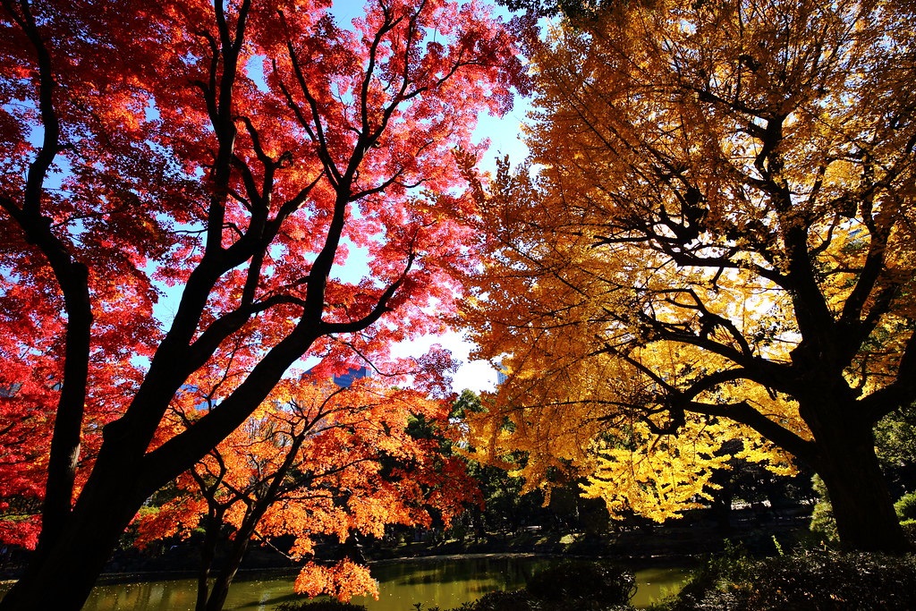 Trees with autumn leaves on a sunny day