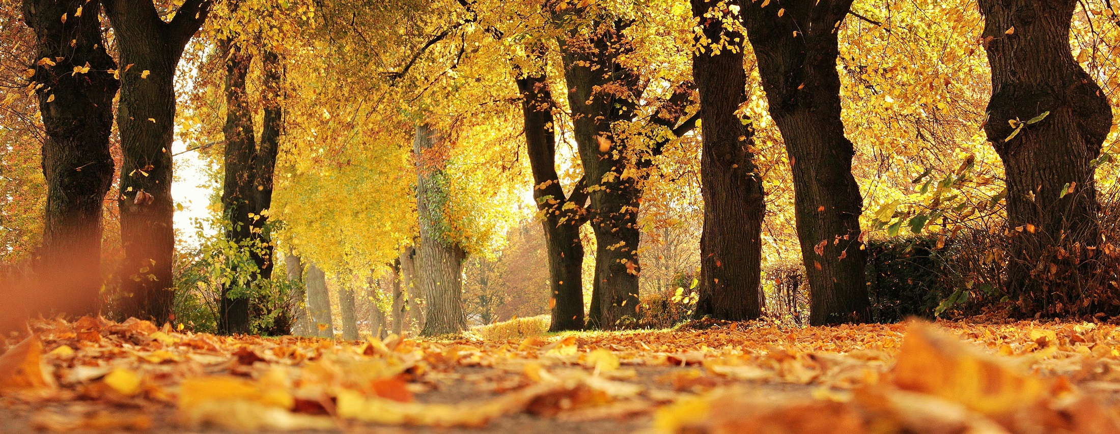 Calling All the Fall Lovers