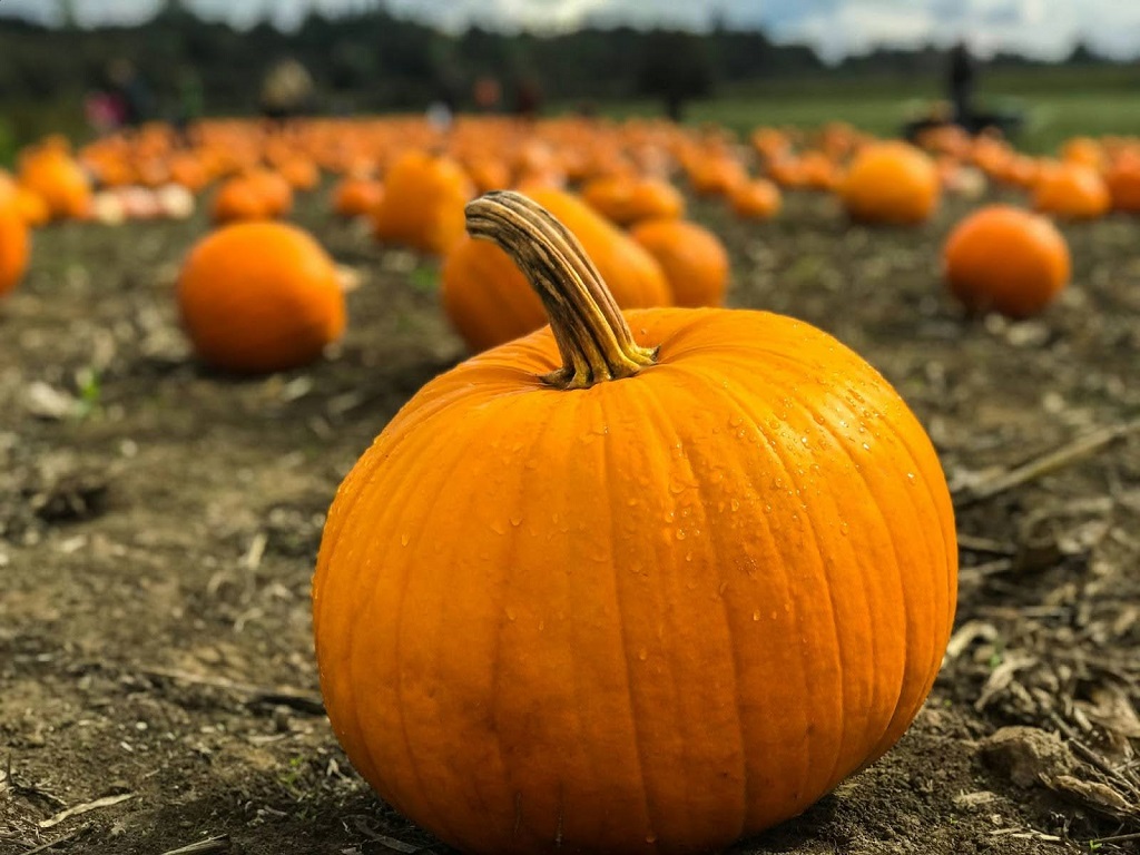 A pumpkin sitting on the ground. Other pumpkins can be seen in the background