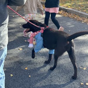 A black dog walks in the Westcott Halloween Dog Parade.