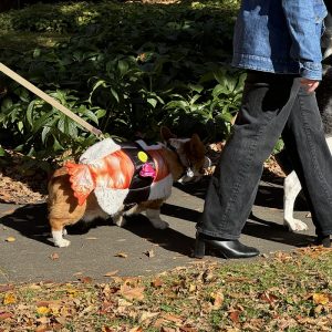 A corgi in a sushi costume