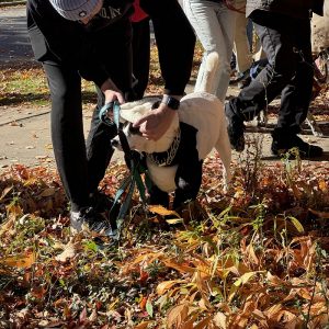 A person readjusts their dog's Halloween costume