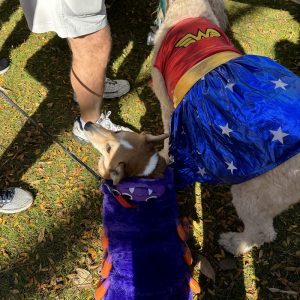 A corgi in a monster costume and a golden doodle in a Wonder Woman costume