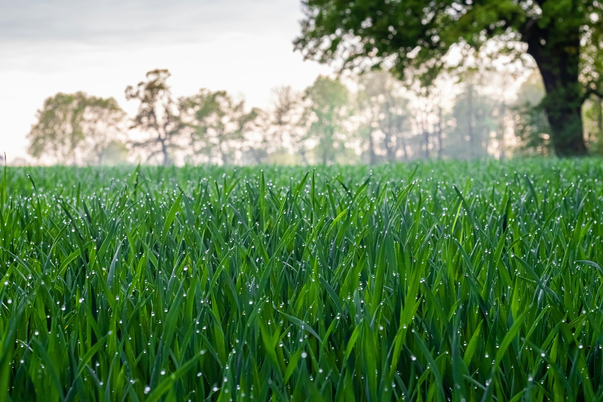 Tall grass covered in dew