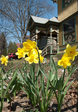 daffodils