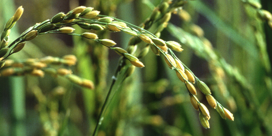 Closeup view of rice crops