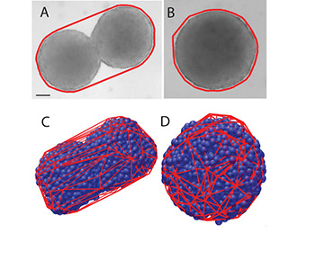 Experimental and simulation data from Manning's experiment, in which two "droplets" of tissue join together, in a fluid-like manner, to form a single tissue