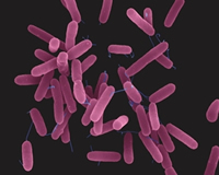 Pseudomonas aeruginosa bacterium