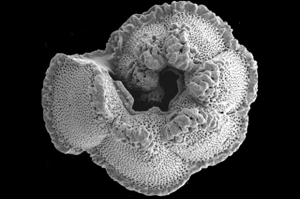 A foraminifera fossil