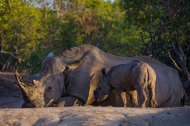 "As the day draws to a close in the Swazi Lowveld, two white rhinos meet eye to eye in the shadows of the setting sun.