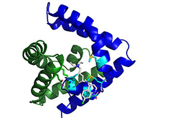 Saposin B, a protein found in the cell's lysosome bound to the anti-malarial drug Chloroquine