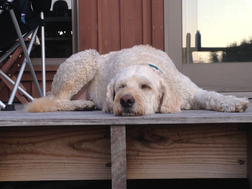 dog on porch