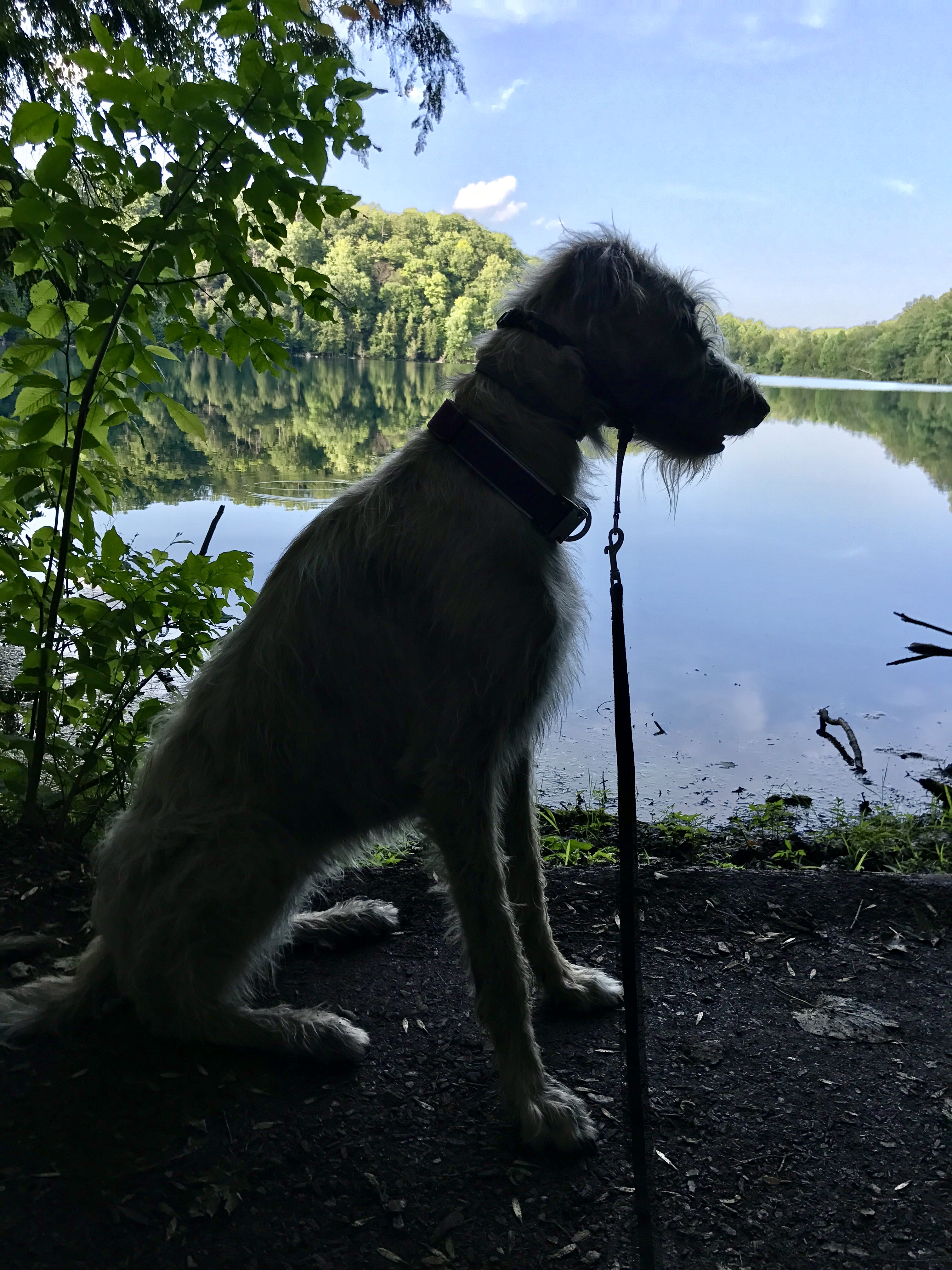 dog in front of lake