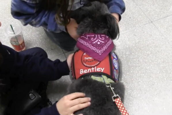 therapy dog bently