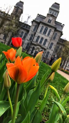 tulips in front of Hall of Languages