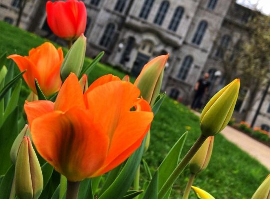tulips in front of Hall of Languages