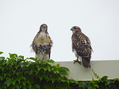 Juvenile red-tailed hawks