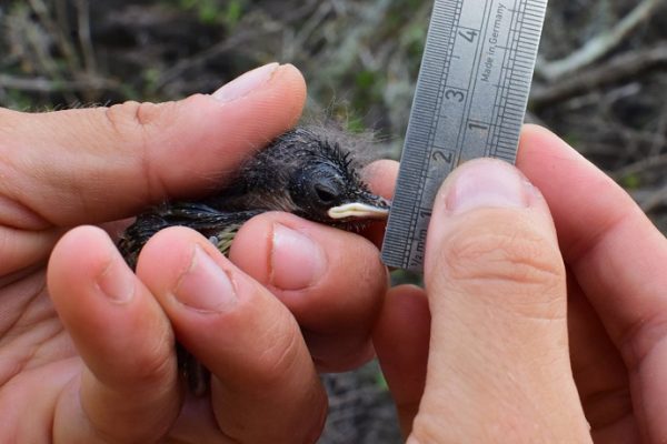 person holding small bird