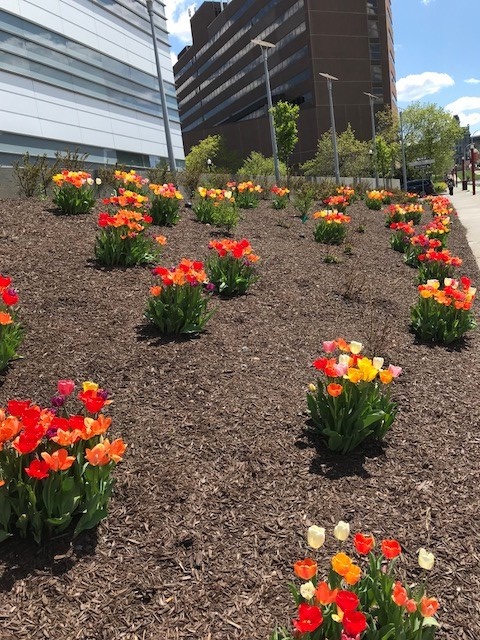 tulips in front of building