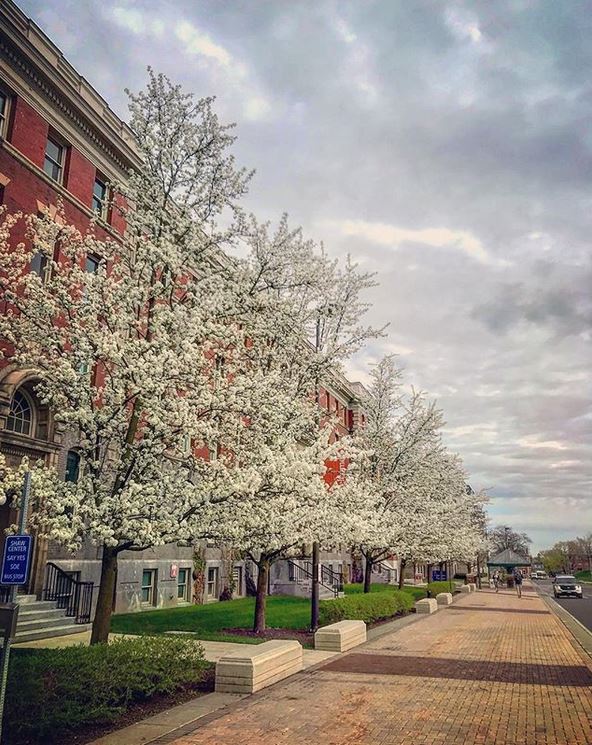 blossing trees along walkway