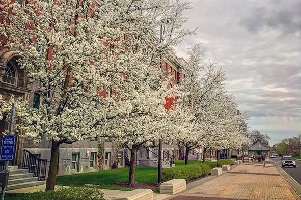 blossoming trees on walkway