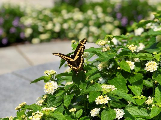 butterfly in bush