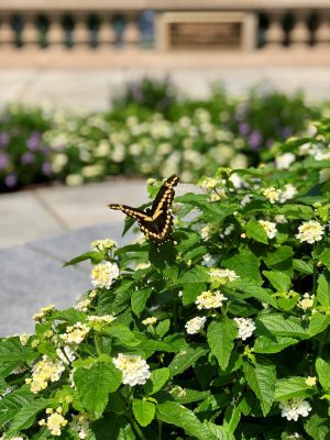 butterfly in bush