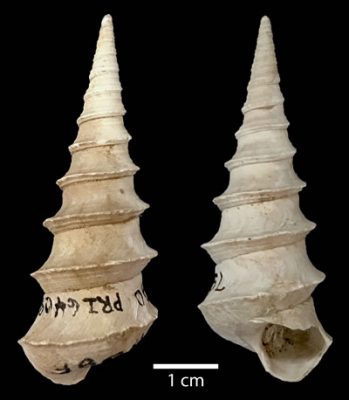 shells