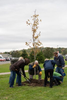 Volunteers planting a tree.