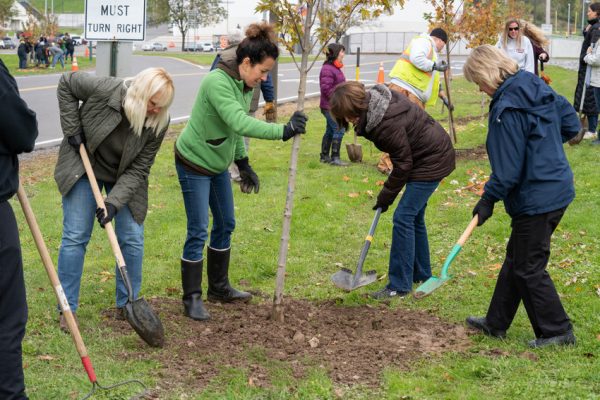 Volunteers planting a young maple tree.