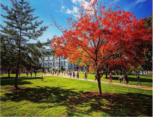 tree with changing leaves on campus