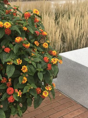 butterfly resting on flower in pot