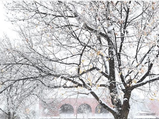 snow on trees