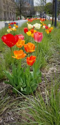 row of tulips along Einhorn Walk