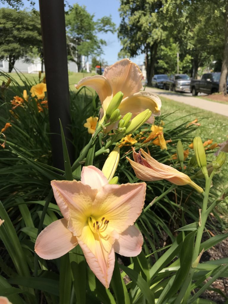 lilies below a lamp post