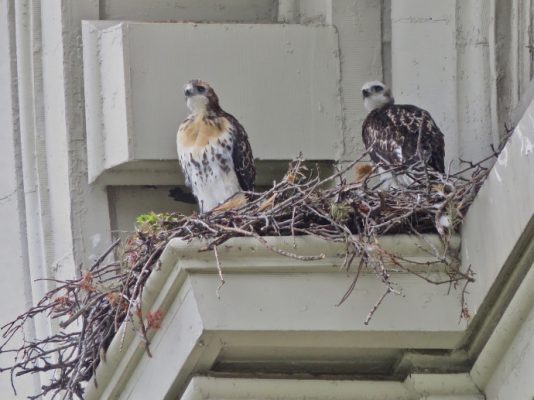 two hawks in a nest on a building